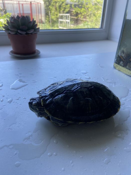 Продам 2х черепах