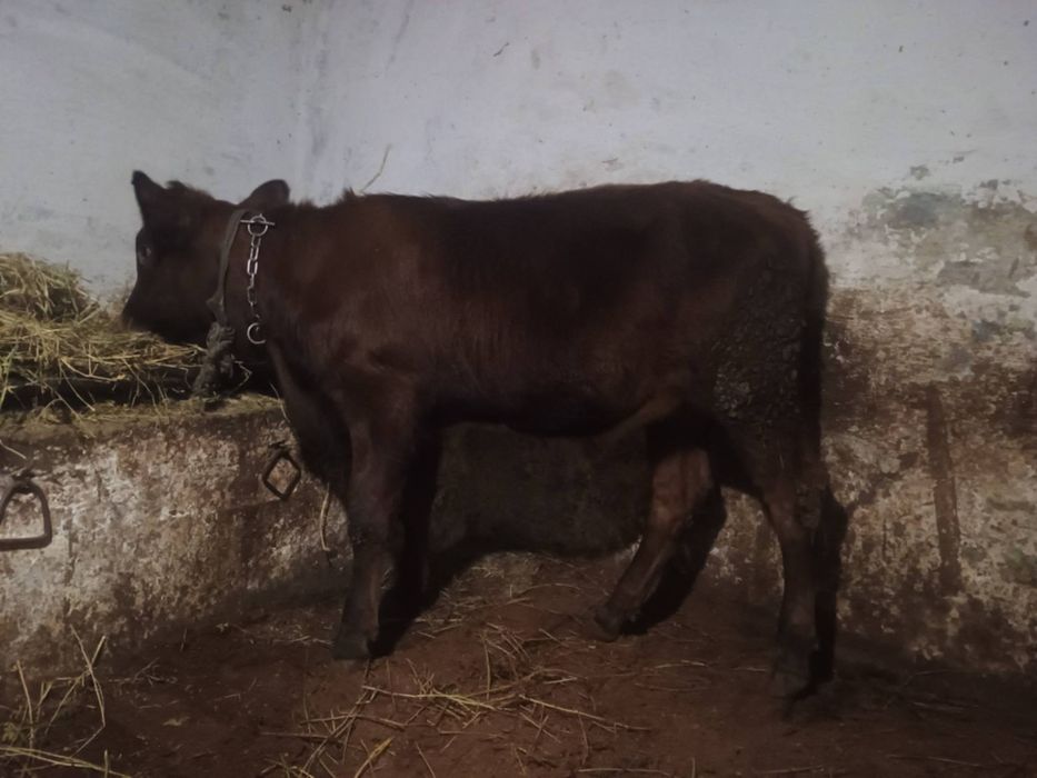 Vand jurinci de un an jumate