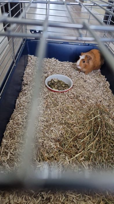 Porcusor de Guineea gratis