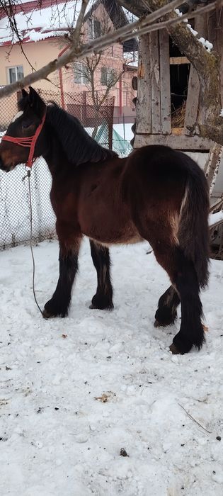 Se vinde mânz de 6 luni