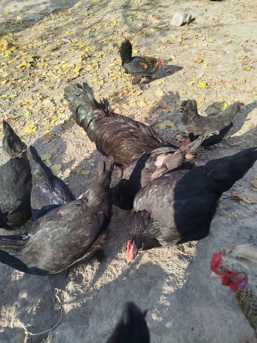 Qora shaxzoda va yaponcha sotiladi