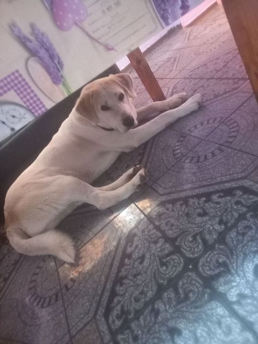 Подарява се кученце Ламбо