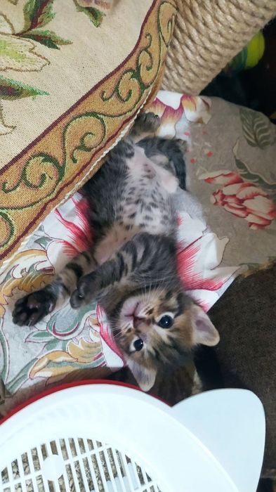 Котенок в добрые руки