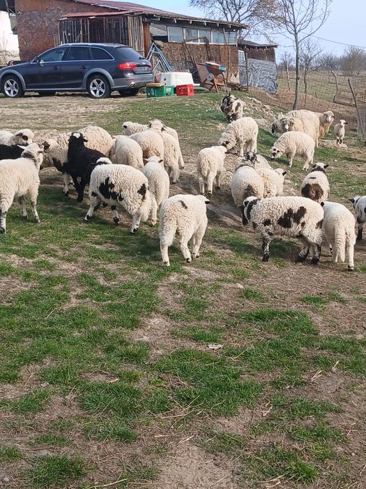 Vind 98 oi cu miei mari frumoși