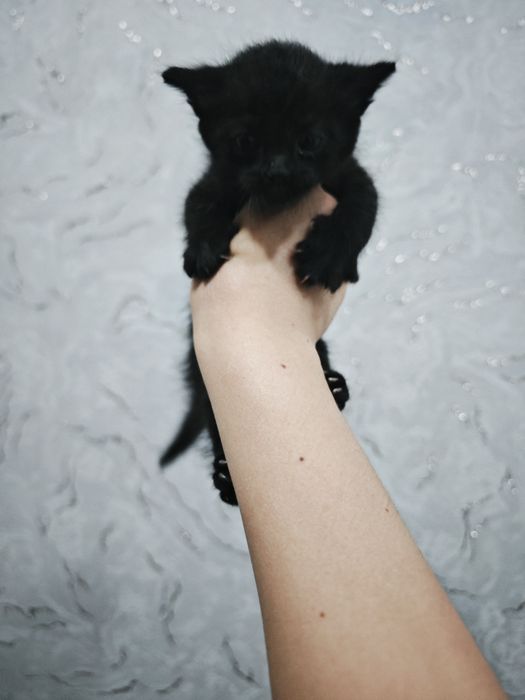 Продаются котята 1 мес)