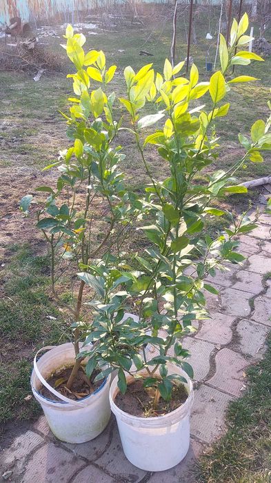 Лимоны, мандарины, апельсины с плодами цветущие