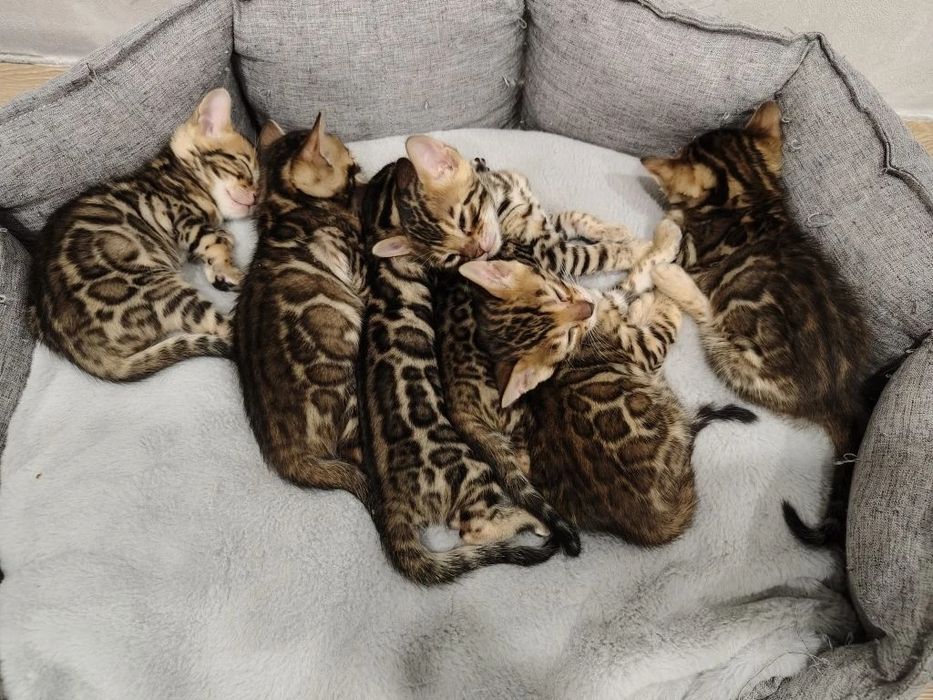 Продам бенгальских котят