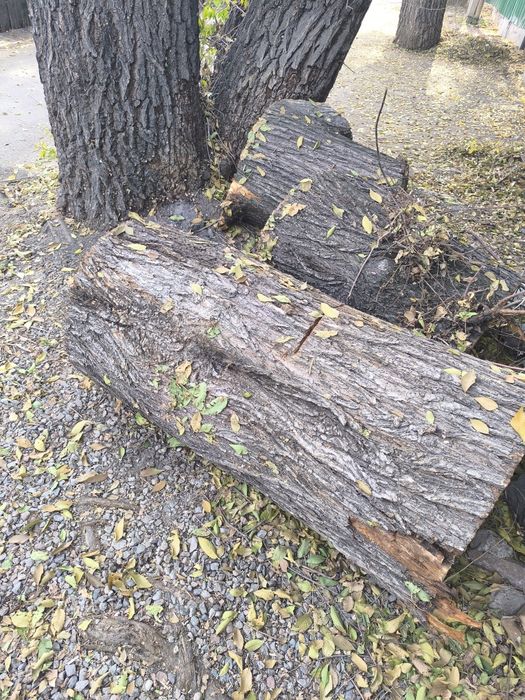 Ствол дерева на мебель