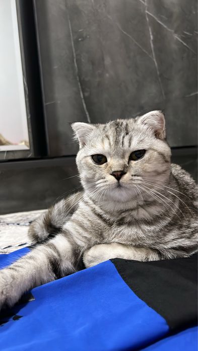 Mushuk skottish fold strait tozza zoti