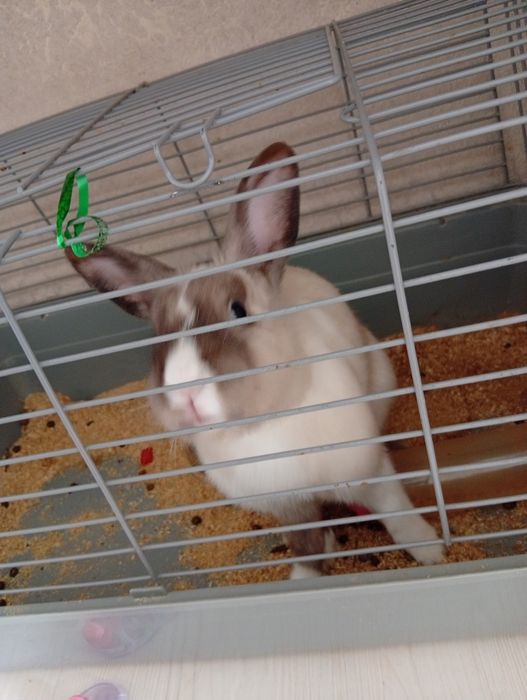 Продам кролика декаротивного