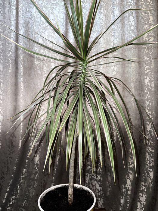 Драцена камнатная 5000 т