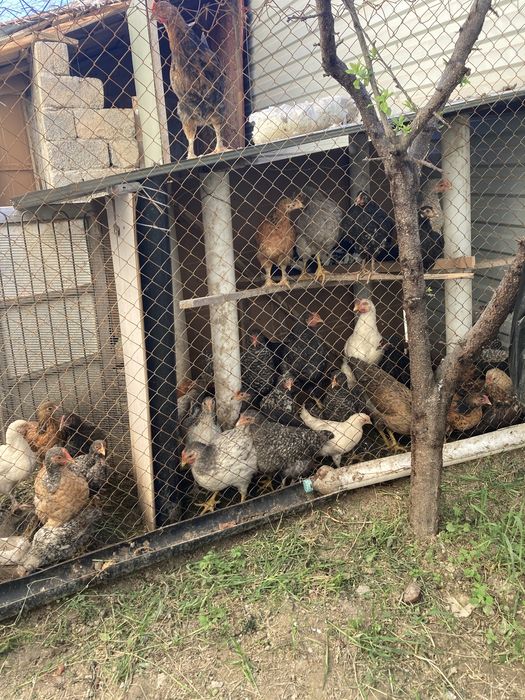 Домашнии шөжектер сатылады