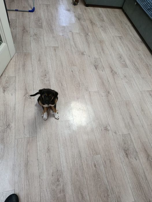 Пристраивается щенок, девочка