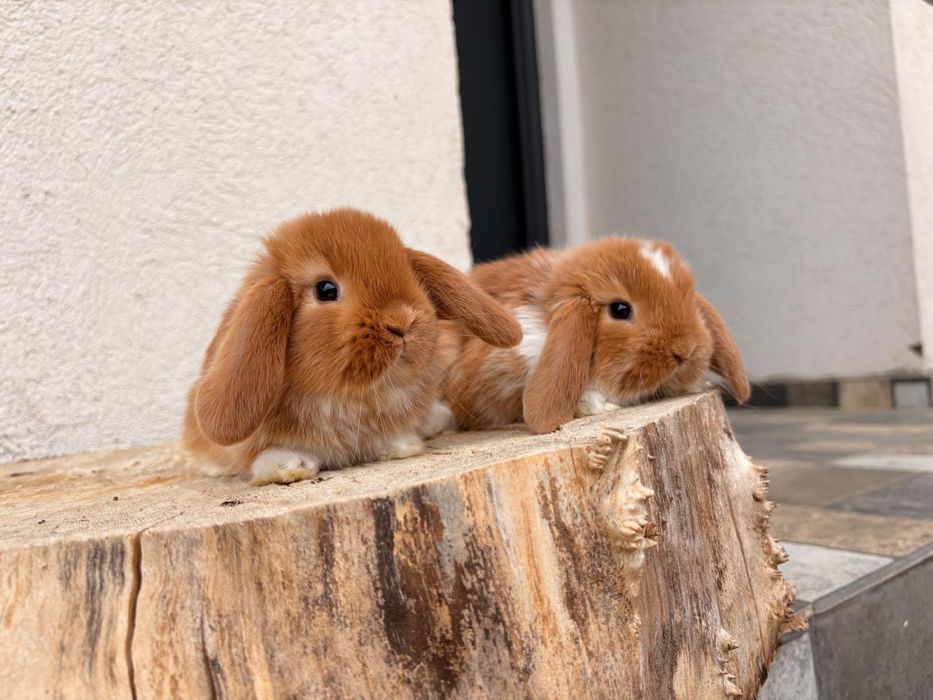 Iepuri pitici de companie berbec pitic/mini lop/holland lop