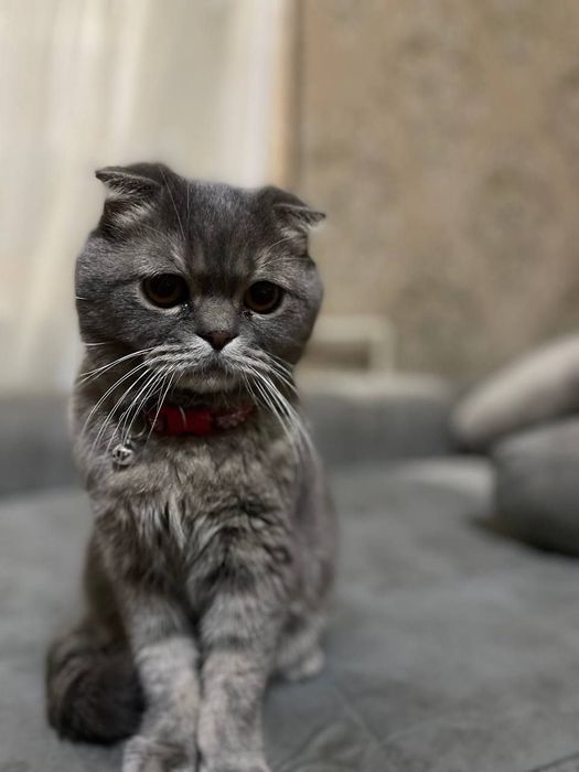 Osiyolik qizlarni sikishmoqda (foto)