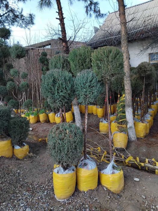 Банзай можжевельник арчалари