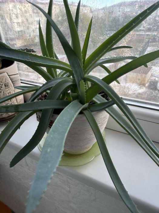 Алоэ вера продам