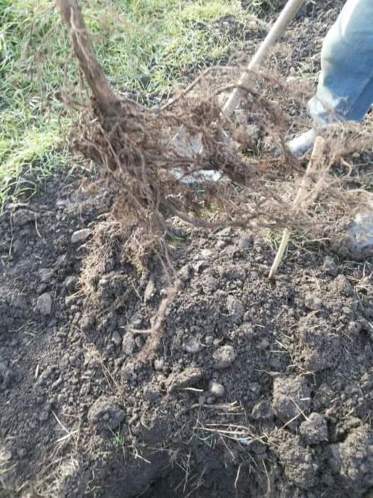 Puieti de Alun micorizati cu trufe