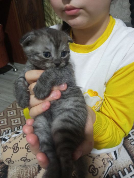 Шотландский фолд девичка и мальчик