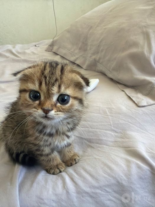Scottish fold golden shaded 2 oylik