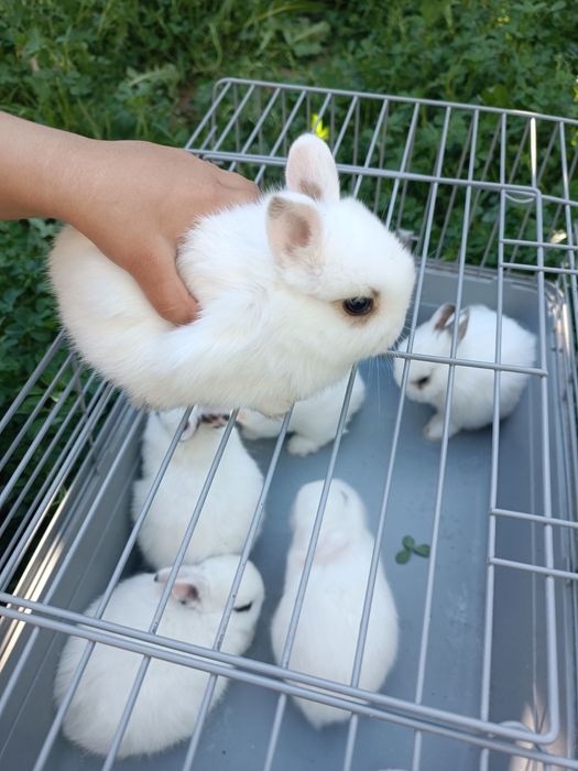 Hatot tikka quloq karlik dekarativniy quyon bolar