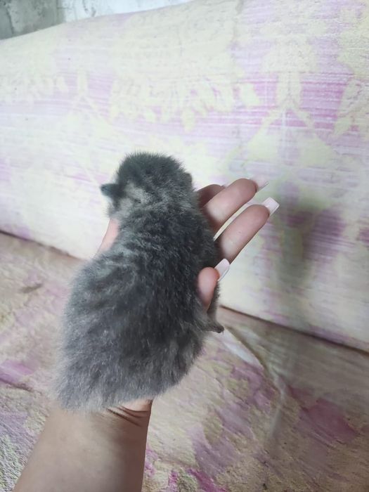 Продам котят 15 тыс