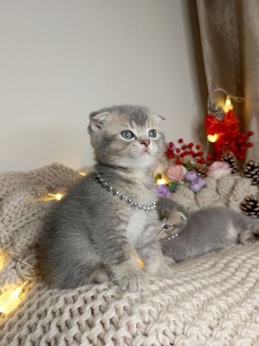 Скотиш фолд мальчики голубая шиншилла