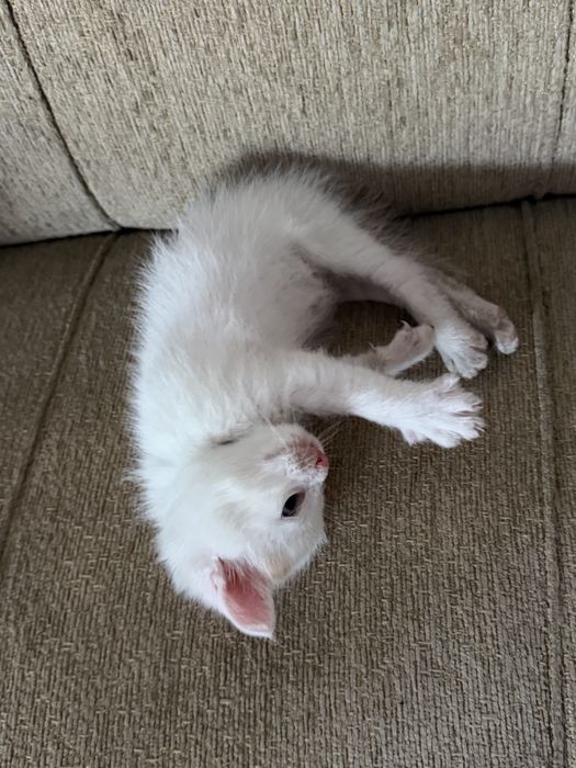 Котята бесплатно
