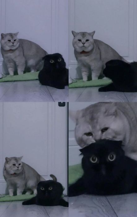 Вязка! Кот с опытом