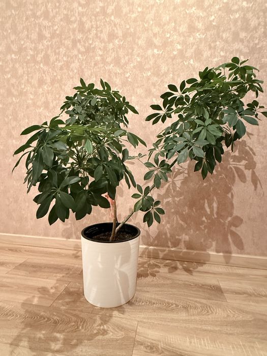 Продам шефлеру 3 ветки