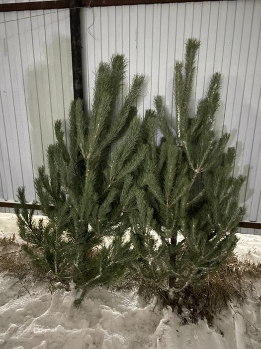 Елка , сосна , елки