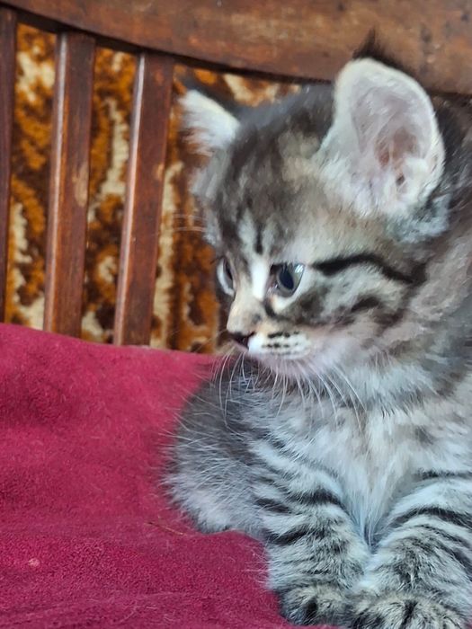 Котята 1 месяц, два мальчика и девочка