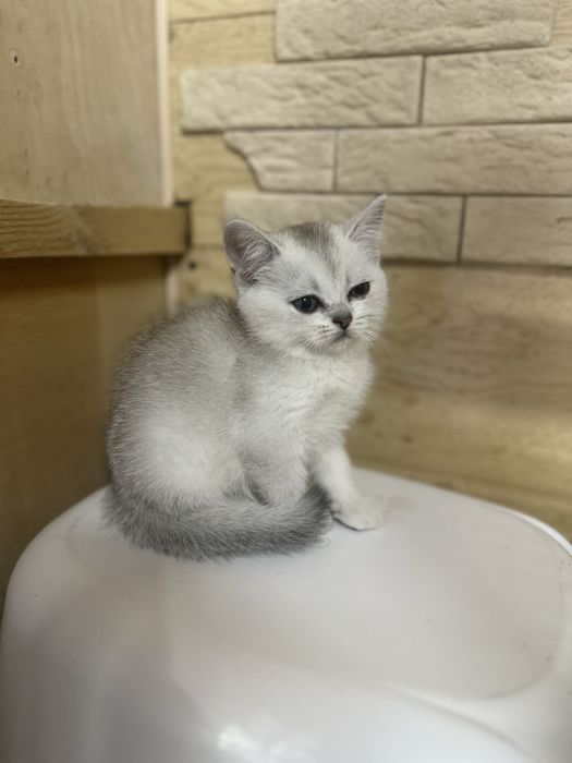 Шиншиллы котята