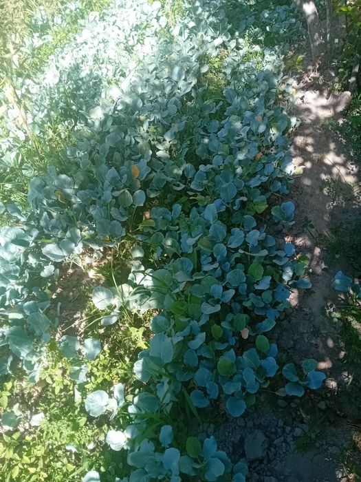 Poliz ekinlar mevalar