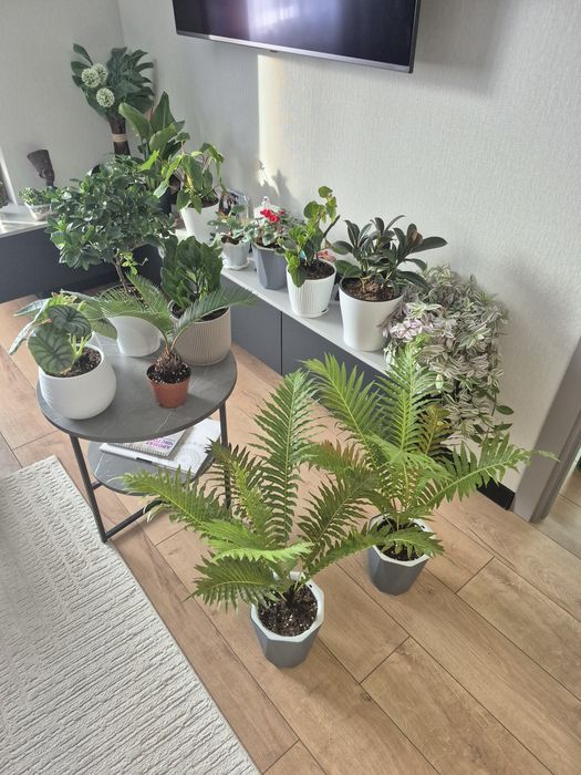 Продам комнатные растения