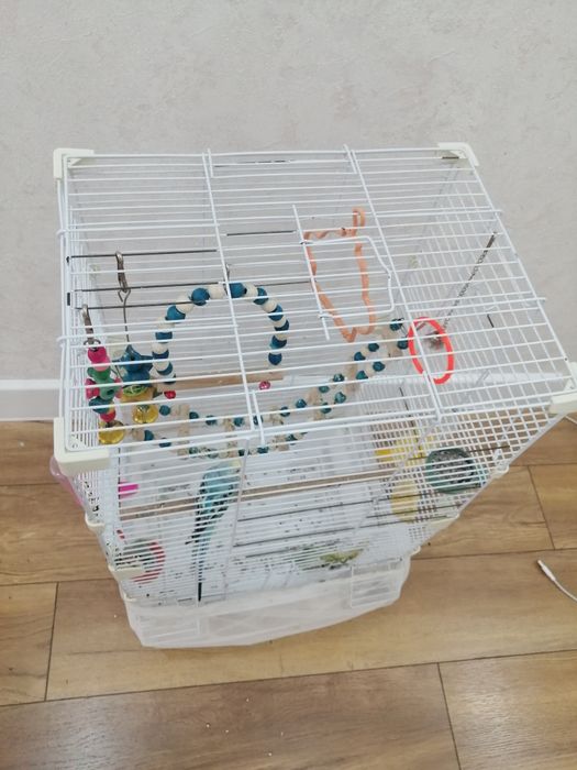 Продам попугая с клеткой