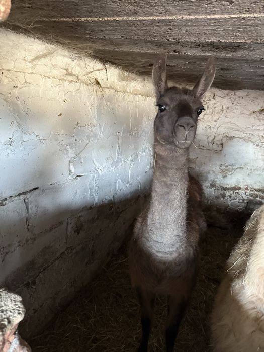 Vand familie de lame