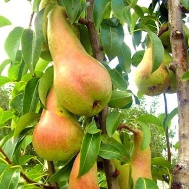 Pomi Fructiferi la Ghiveci (Păr )