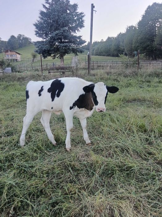 Vițică Holstein Friza