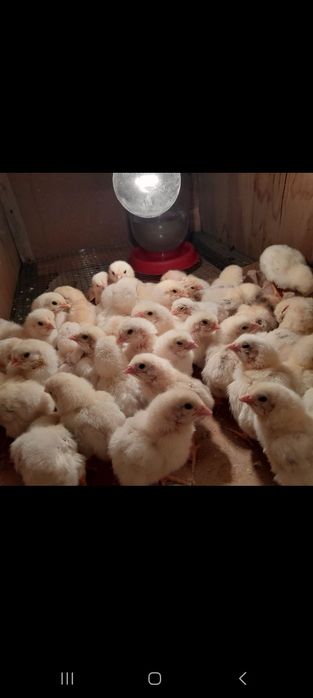 Инкубатор сотилади 300 талик