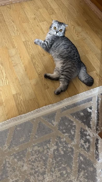 Отдам кошку стерелизованную