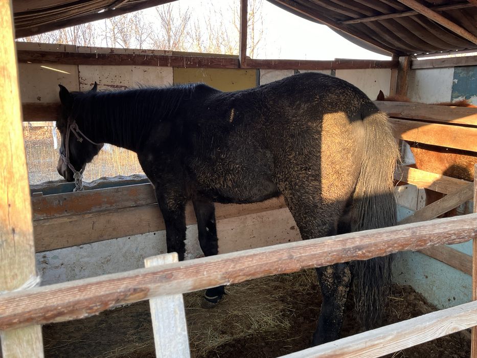 2 жасар семіз откорм Байтал сатыладыыыыыыыыыыыыыыыыыыыыыыыыыыы