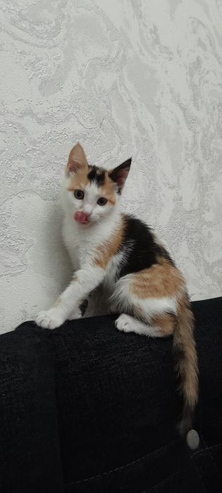 Мушукча хадяга берилади