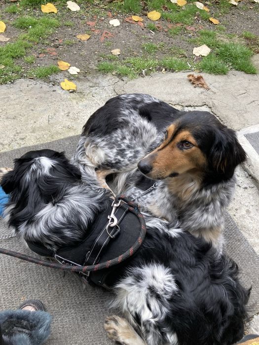 Кучета ловни откраднати /сетери