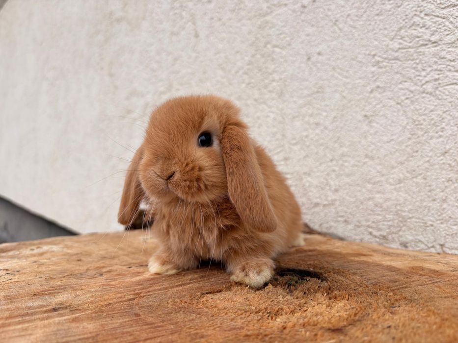Iepuri pitici de companie berbec pitic/mini lop/holland lop