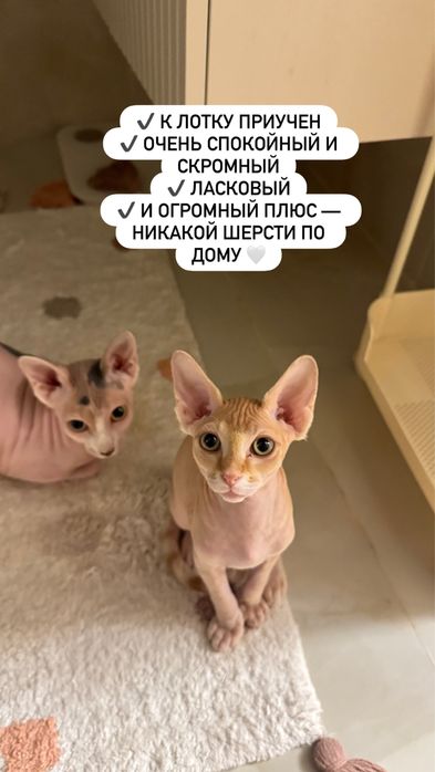 Сфинкс мальчик 3 месяца