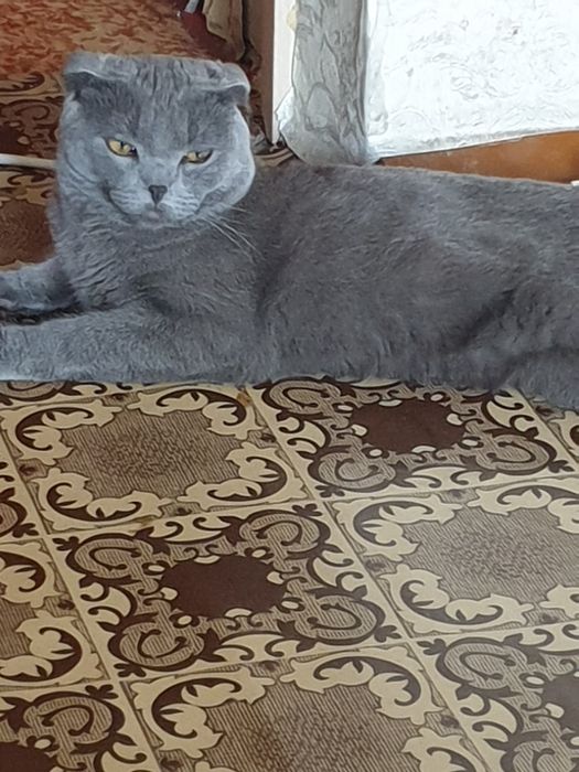 Вязка с шотландцем