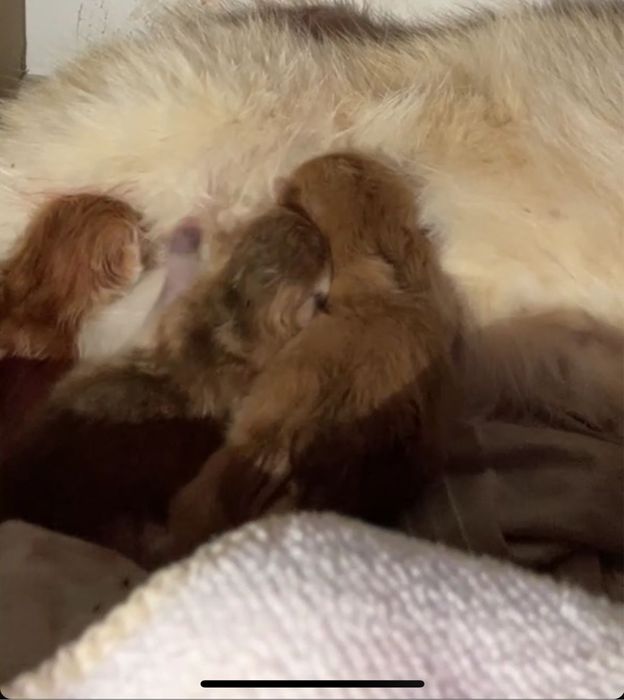 Котята Британскиой Золотой Шиншиллы