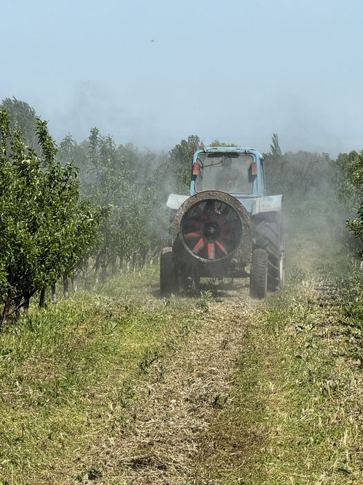 Яблоневый сад (apple garden)