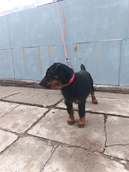 Вязка немецкий ягдтерьр